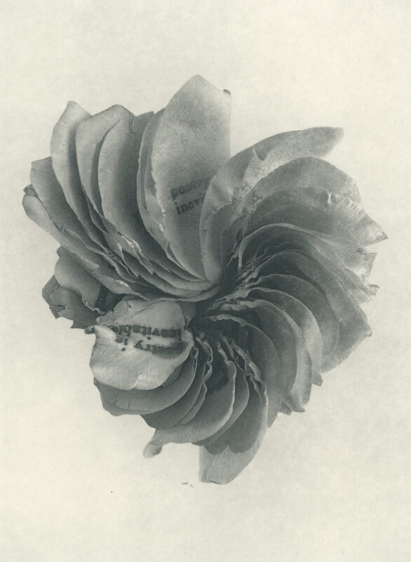 Jenn Law - poetry is inevitable (B II), 6.75" x 5", photopolymer gravure of letterpress printed rose petals, variable edition of 5, 2026