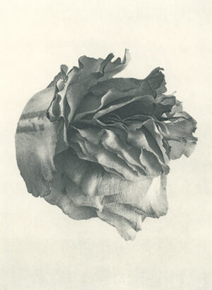 Jenn Law - poetry is inevitable (B II), 6.75" x 5", photopolymer gravure of letterpress printed rose petals, variable edition of 5, 2026