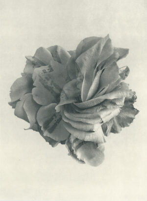 Jenn Law - poetry is inevitable (B I), 6.75" x 5", photopolymer gravure of letterpress printed rose petals, variable edition of 5, 2026