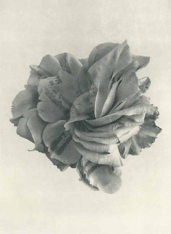 Jenn Law - poetry is inevitable (B I), 6.75" x 5", photopolymer gravure of letterpress printed rose petals, variable edition of 5, 2026