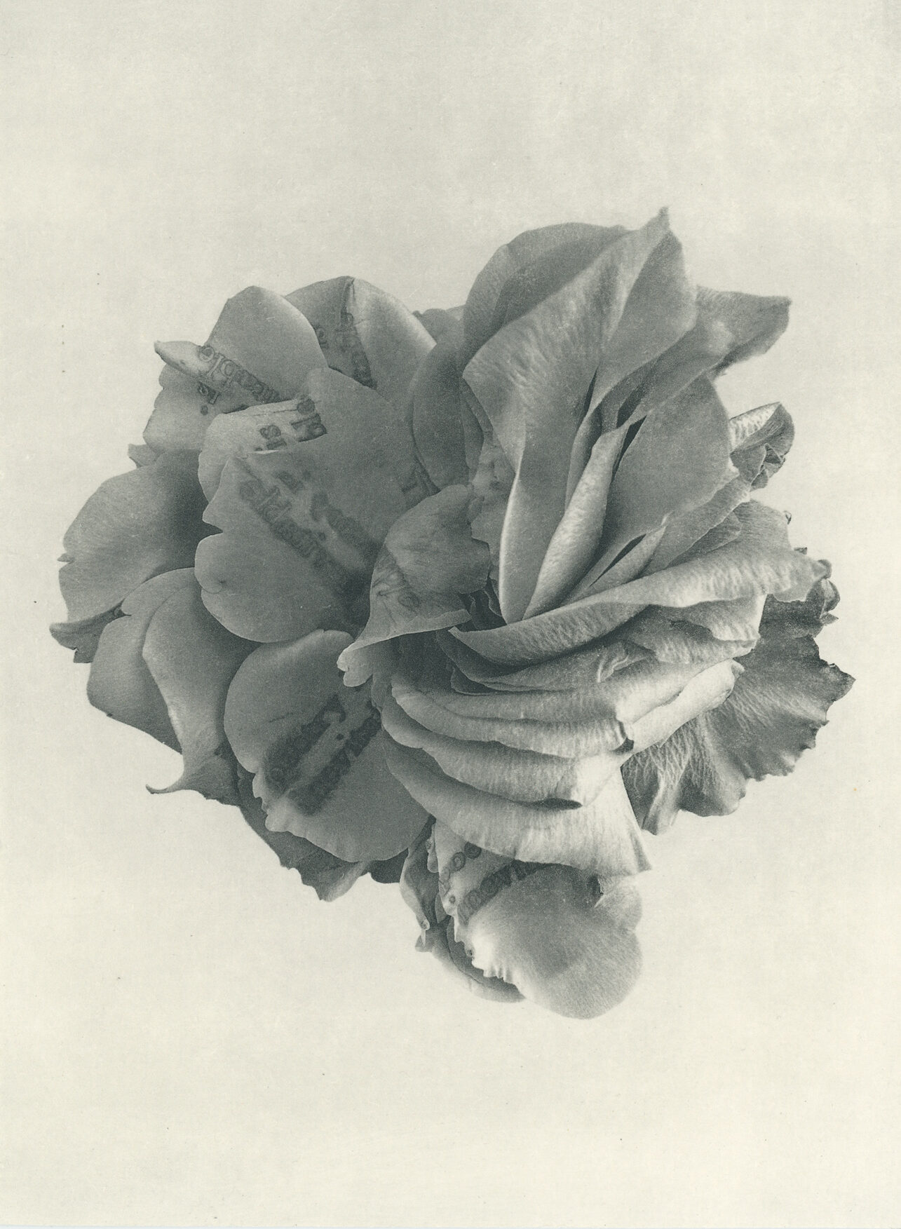 Jenn Law - poetry is inevitable (B I), 6.75" x 5", photopolymer gravure of letterpress printed rose petals, variable edition of 5, 2026