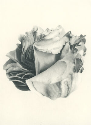 Jenn Law - something is always sacrificed (B III), 6.75" x 5", photopolymer gravure of letterpress printed rose petals, variable edition of 5, 2026