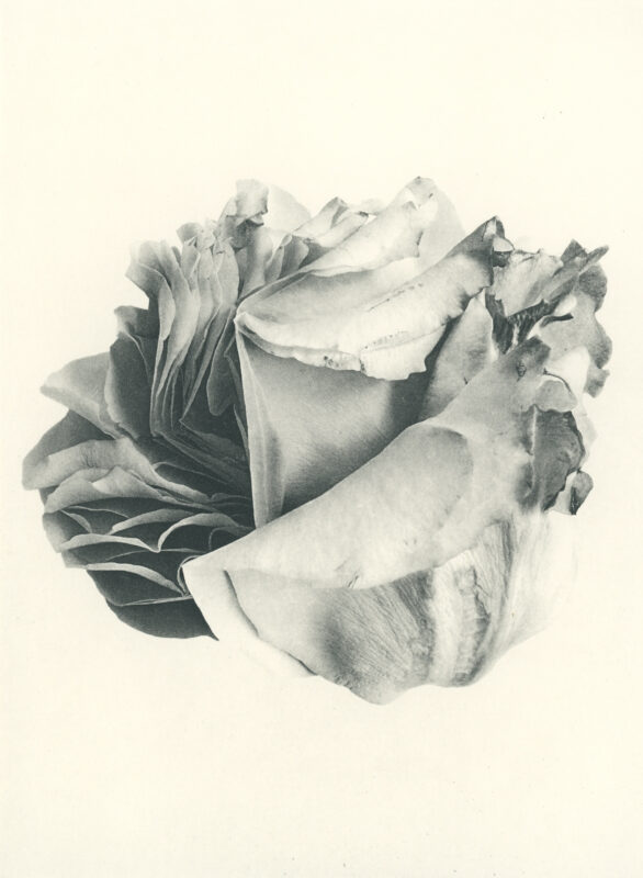 Jenn Law - something is always sacrificed (B III), 6.75" x 5", photopolymer gravure of letterpress printed rose petals, variable edition of 5, 2026