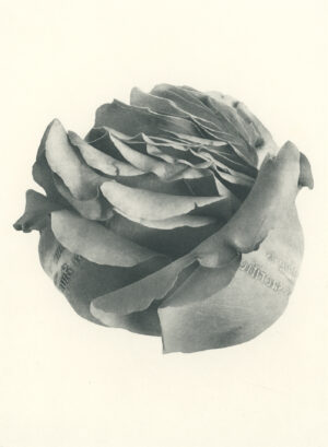 Jenn Law - something is always sacrificed (B II), 6.75" x 5", photopolymer gravure of letterpress printed rose petals, variable edition of 5, 2026