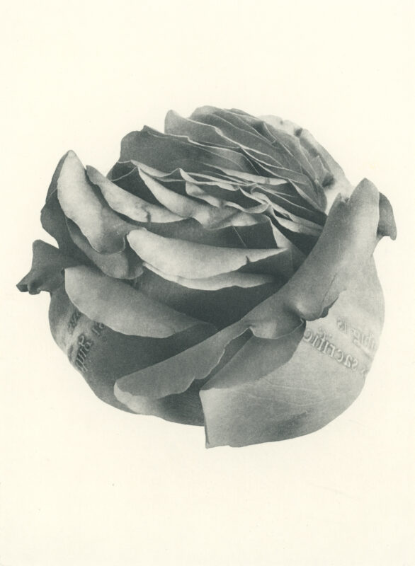 Jenn Law - something is always sacrificed (B II), 6.75" x 5", photopolymer gravure of letterpress printed rose petals, variable edition of 5, 2026