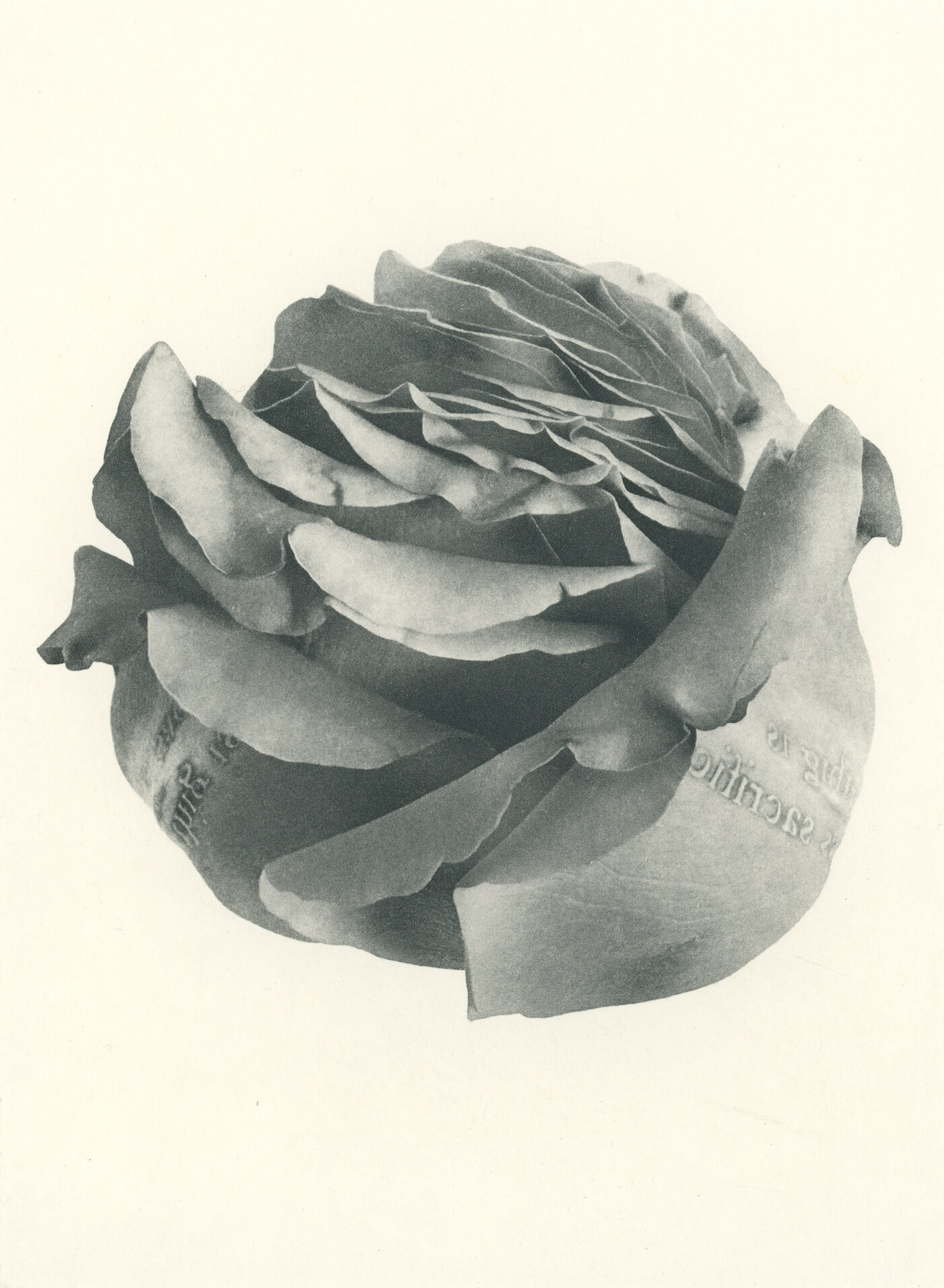 Jenn Law - something is always sacrificed (B II), 6.75" x 5", photopolymer gravure of letterpress printed rose petals, variable edition of 5, 2026