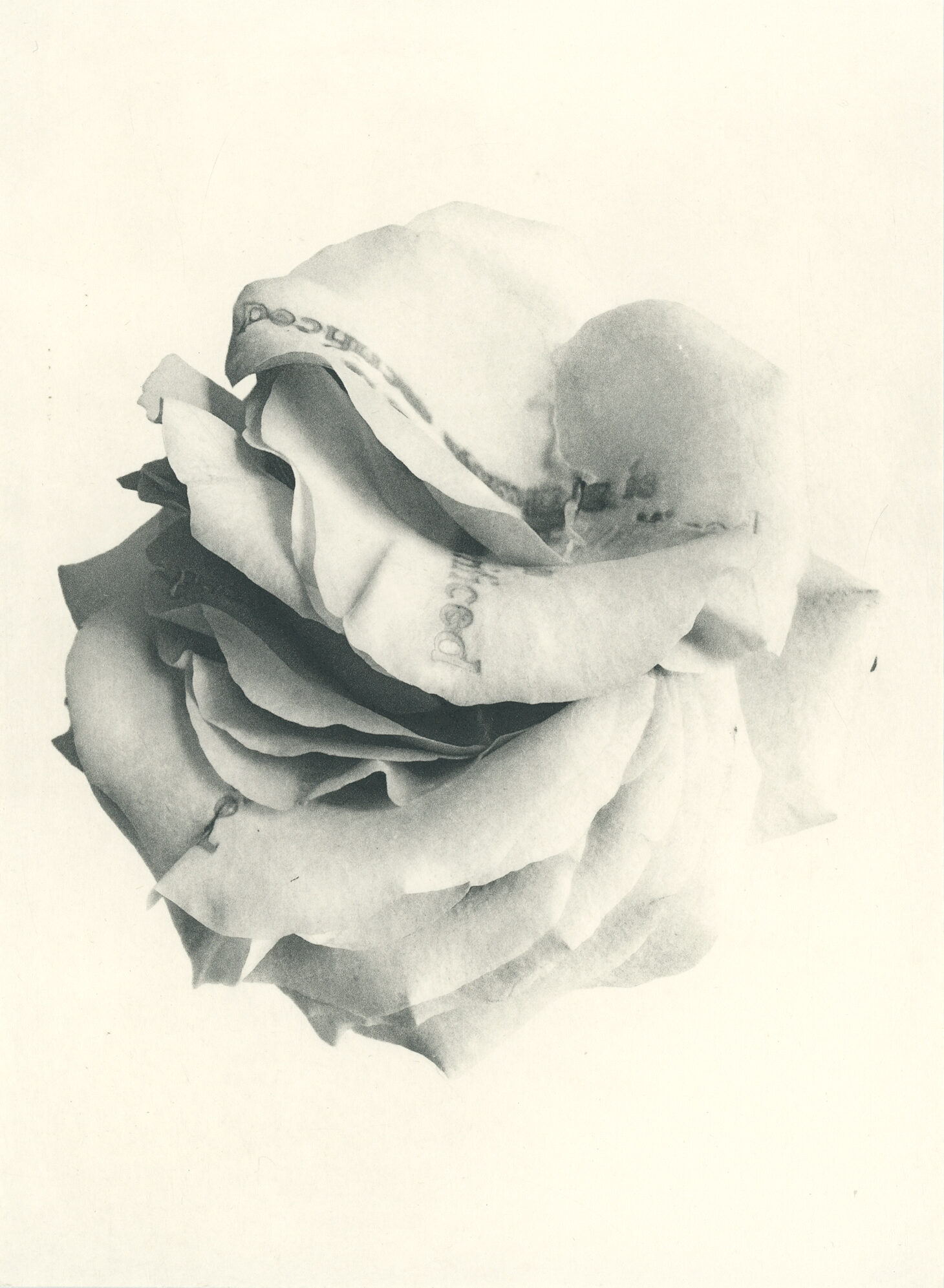 Jenn Law - something is always sacrificed (B I), 6.75" x 5", photopolymer gravure of letterpress printed rose petals, variable edition of 5, 2026