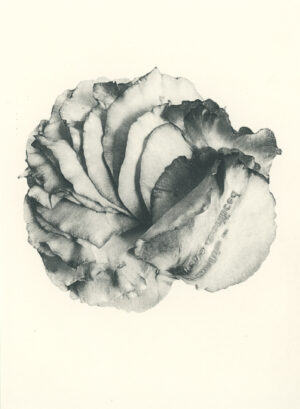Jenn Law - something is always sacrificed (B VI), 6.75" x 5", photopolymer gravure of letterpress printed rose petals, variable edition of 5, 2026