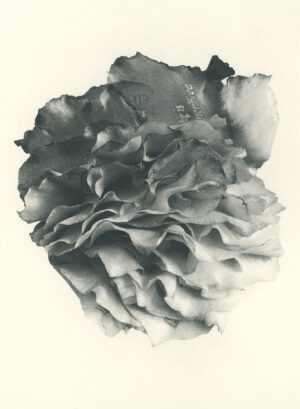 Jenn Law - something is always sacrificed (B V), 6.75" x 5", photopolymer gravure of letterpress printed rose petals, variable edition of 5, 2026