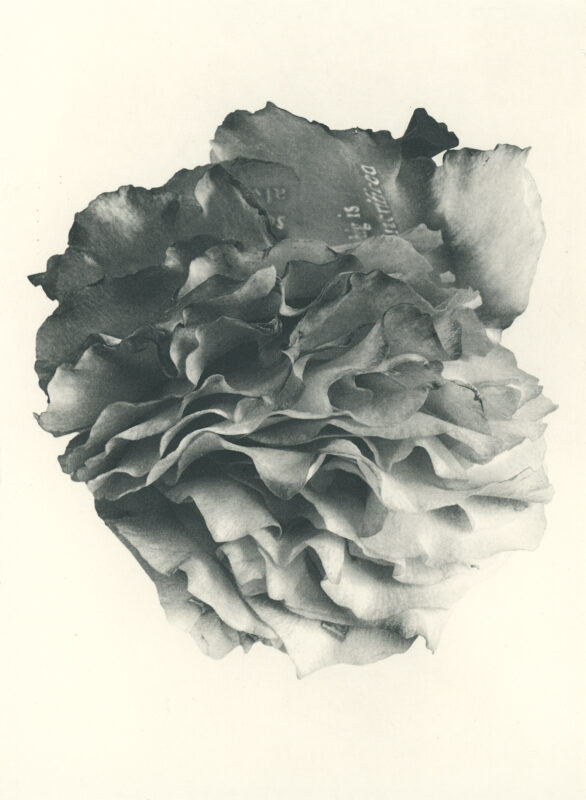 Jenn Law - something is always sacrificed (B V), 6.75" x 5", photopolymer gravure of letterpress printed rose petals, variable edition of 5, 2026