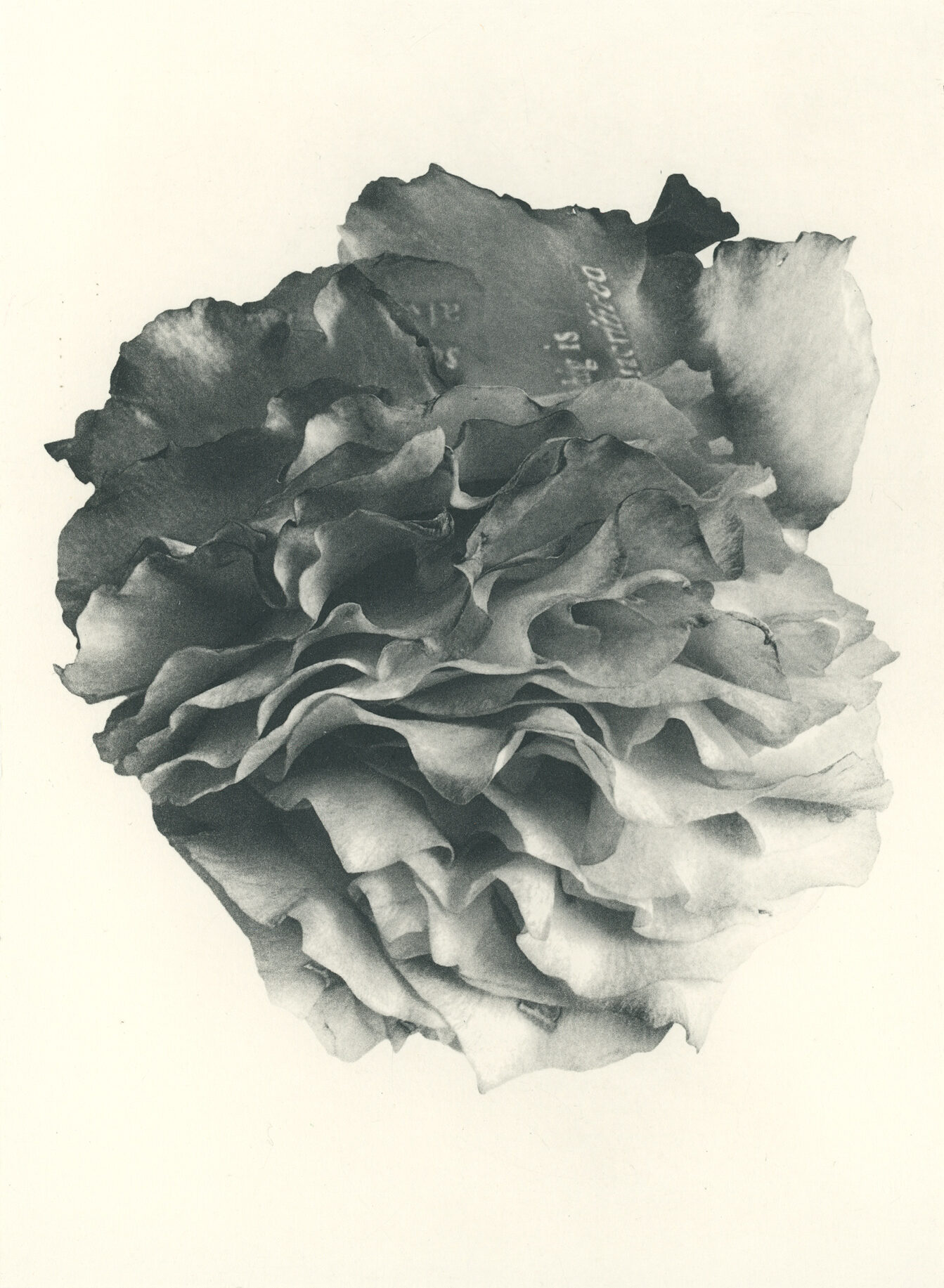 Jenn Law - something is always sacrificed (B V), 6.75" x 5", photopolymer gravure of letterpress printed rose petals, variable edition of 5, 2026