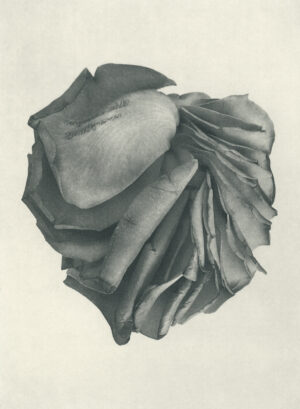 Jenn Law - this changes everything (B I), 6.75" x 5", photopolymer gravure of letterpress printed rose petals, variable edition of 5, 2026