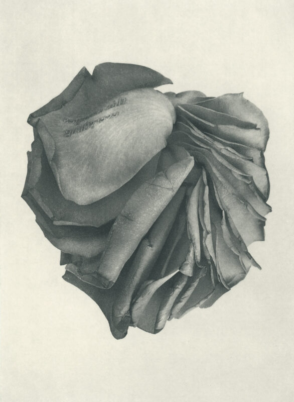 Jenn Law - this changes everything (B I), 6.75" x 5", photopolymer gravure of letterpress printed rose petals, variable edition of 5, 2026