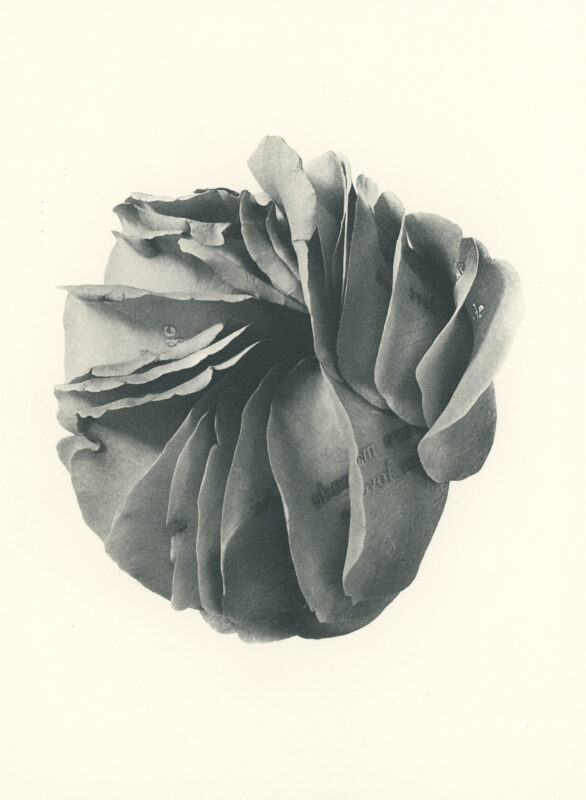 Jenn Law - we are made for love (B I), 6.75" x 5", photopolymer gravure of letterpress printed rose petals, variable edition of 5, 2026
