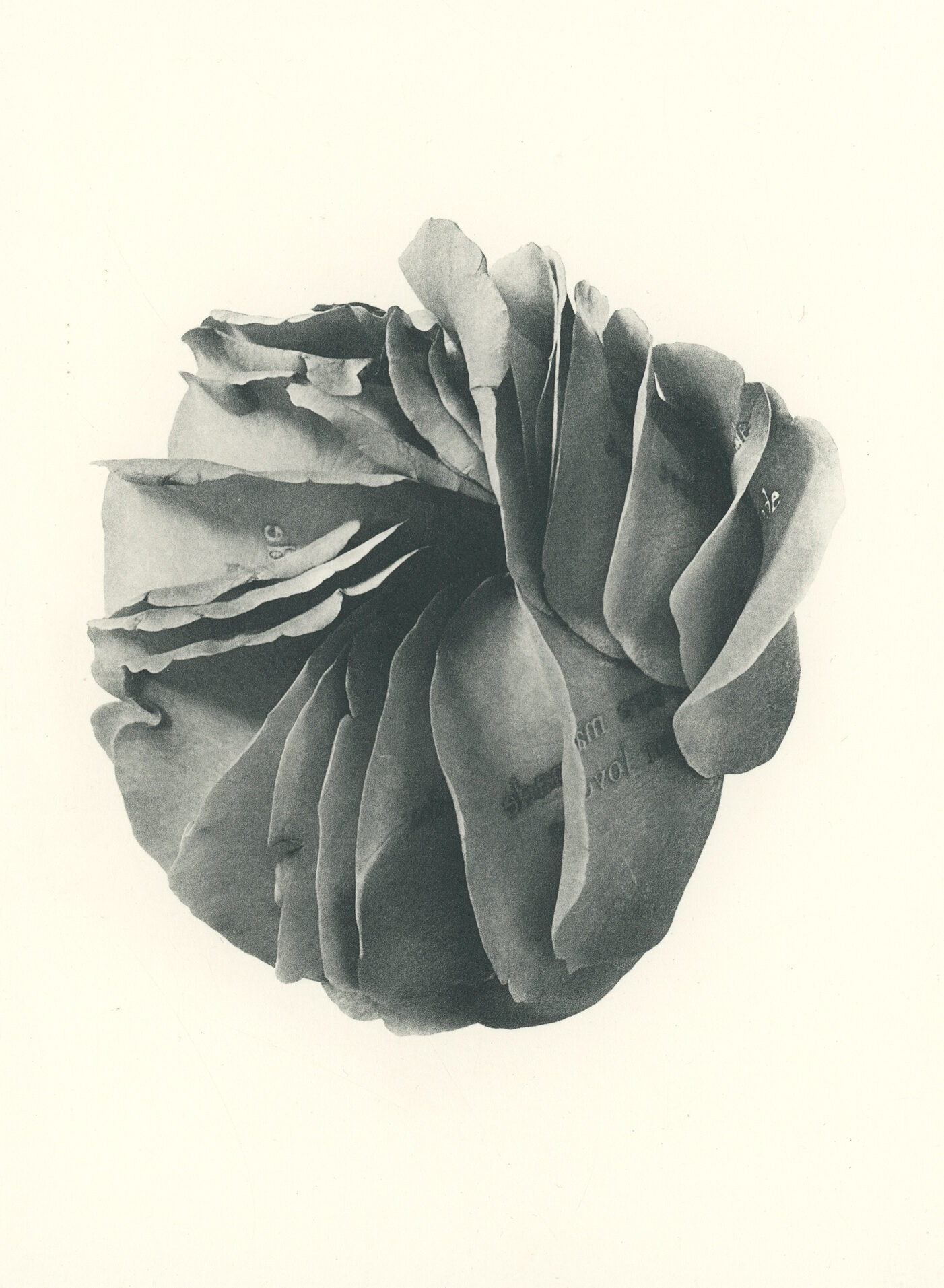 Jenn Law - we are made for love (B I), 6.75" x 5", photopolymer gravure of letterpress printed rose petals, variable edition of 5, 2026