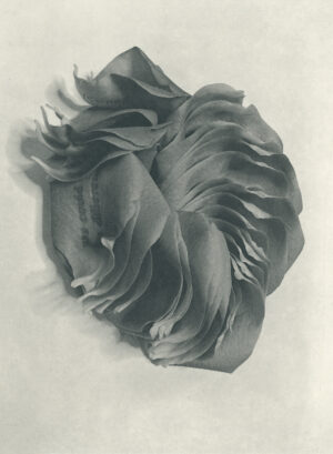 Jenn Law - we could be different (B II), 6.75" x 5", photopolymer gravure of letterpress printed rose petals, variable edition of 5, 2025