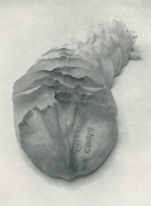 Jenn Law - we could be different (B I), 6.75" x 5", photopolymer gravure of letterpress printed rose petals, variable edition of 5, 2025
