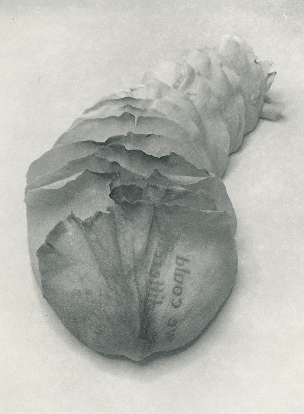 Jenn Law - we could be different (B I), 6.75" x 5", photopolymer gravure of letterpress printed rose petals, variable edition of 5, 2025