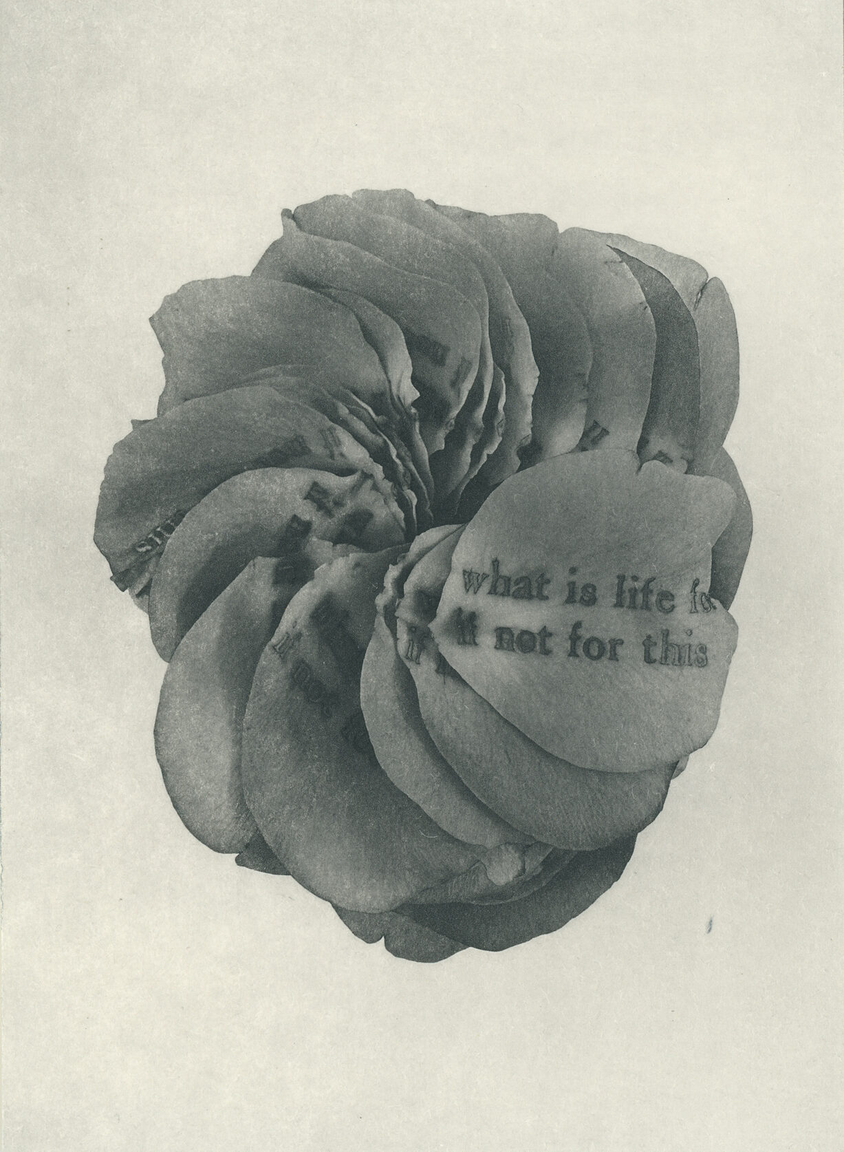 Jenn Law - what is life for if not for this (B III), 6.75" x 5", photopolymer gravure of letterpress printed rose petals, variable edition of 5, 2026