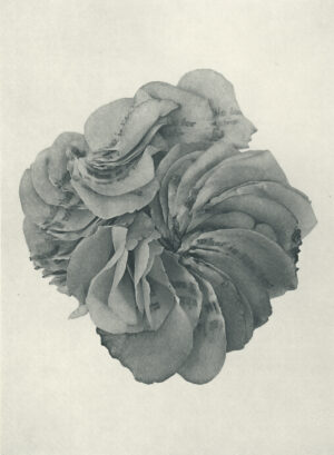Jenn Law - what is life for if not for this (B II), 6.75" x 5", photopolymer gravure of letterpress printed rose petals, variable edition of 5, 2026