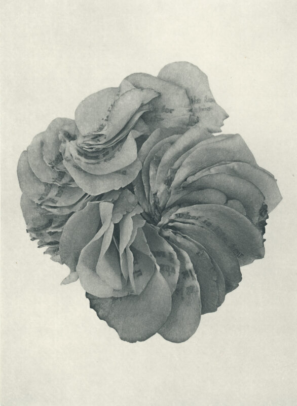 Jenn Law - what is life for if not for this (B II), 6.75" x 5", photopolymer gravure of letterpress printed rose petals, variable edition of 5, 2026