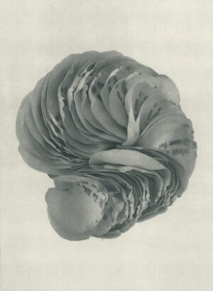 Jenn Law - what is life for if not for this (B IV), 6.75" x 5", photopolymer gravure of letterpress printed rose petals, variable edition of 5, 2026