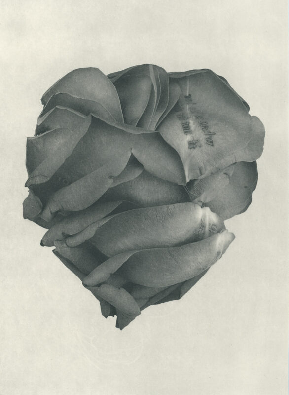 Jenn Law - what is life for if not for this (B I), 6.75" x 5", photopolymer gravure of letterpress printed rose petals, variable edition of 5, 2026