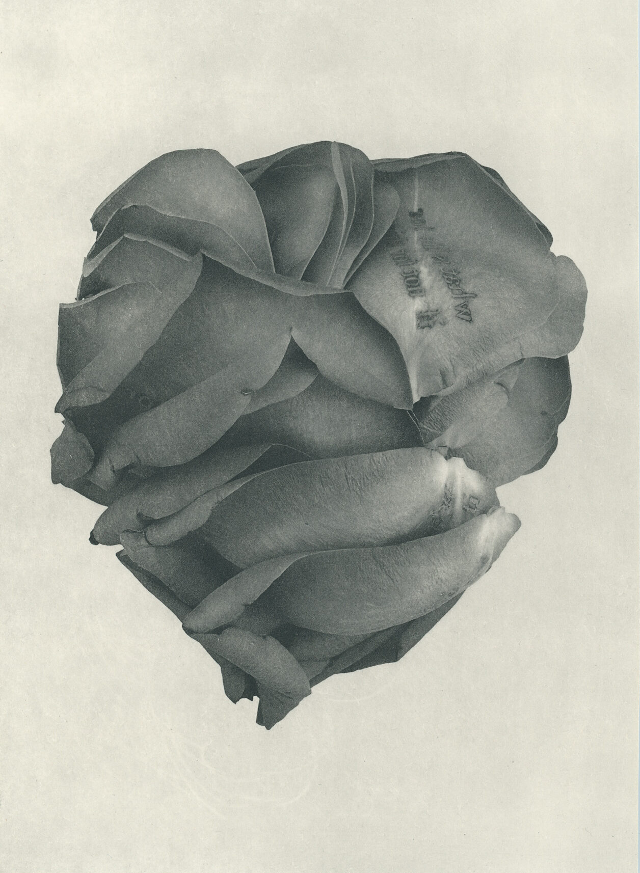 Jenn Law - what is life for if not for this (B I), 6.75" x 5", photopolymer gravure of letterpress printed rose petals, variable edition of 5, 2026