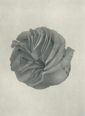 Jenn Law - what is life for if not for this (B V), 6.75" x 5", photopolymer gravure of letterpress printed rose petals, variable edition of 5, 2026