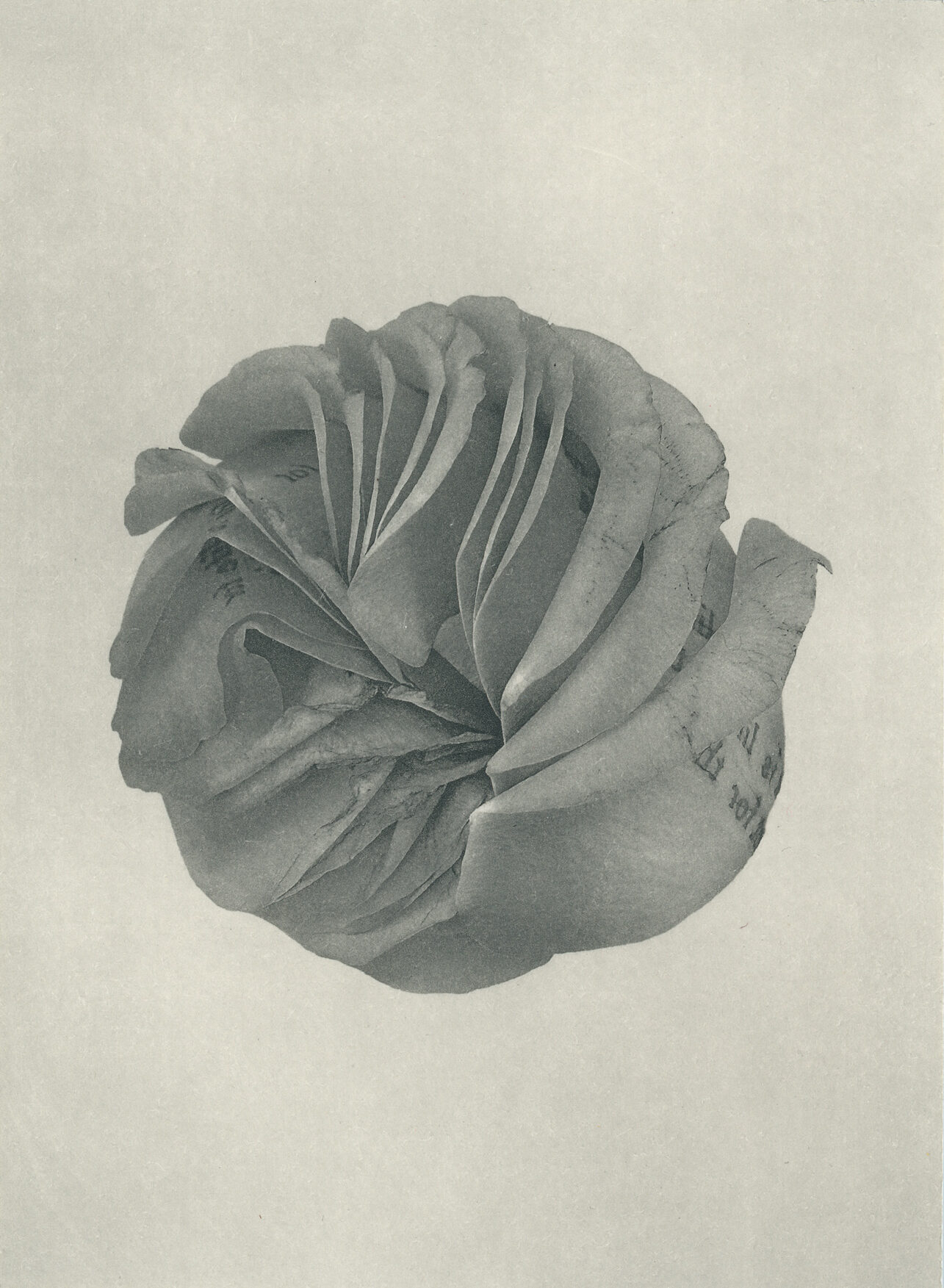 Jenn Law - what is life for if not for this (B V), 6.75" x 5", photopolymer gravure of letterpress printed rose petals, variable edition of 5, 2026