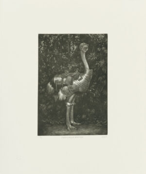 Lauchie Reid - Struthiocamelus Intrepidus, 14 3/4" x 12 1/2", mezzotint, edition of 7, 2026