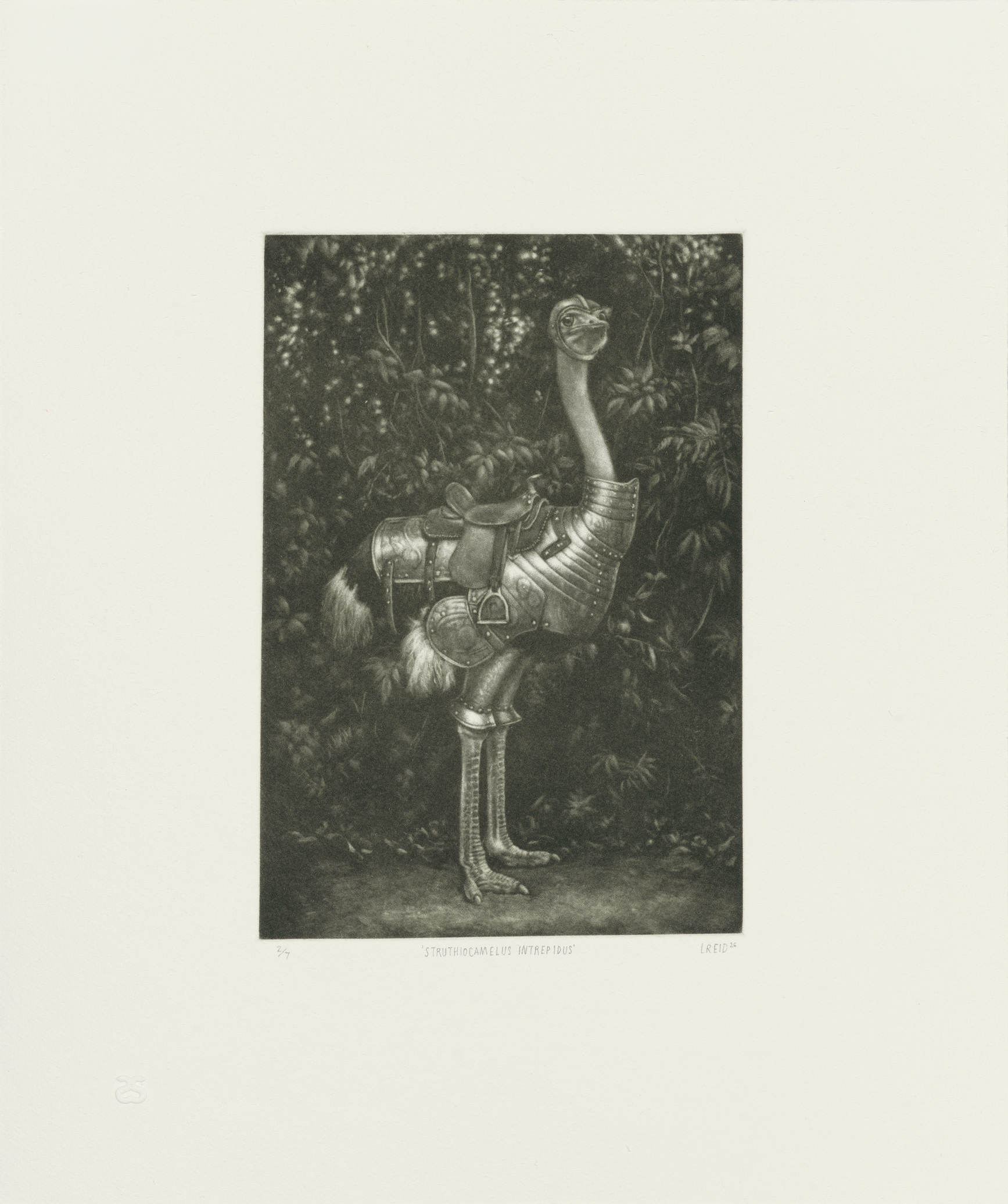 Lauchie Reid - Struthiocamelus Intrepidus, 14 3/4" x 12 1/2", mezzotint, edition of 7, 2026